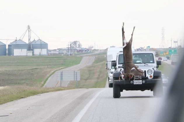deer strapped to man's hood