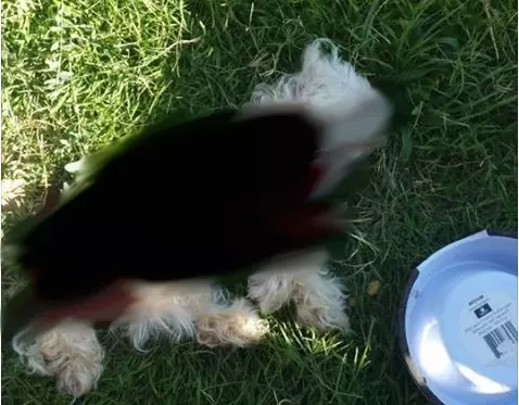 dog killed in Lubbock