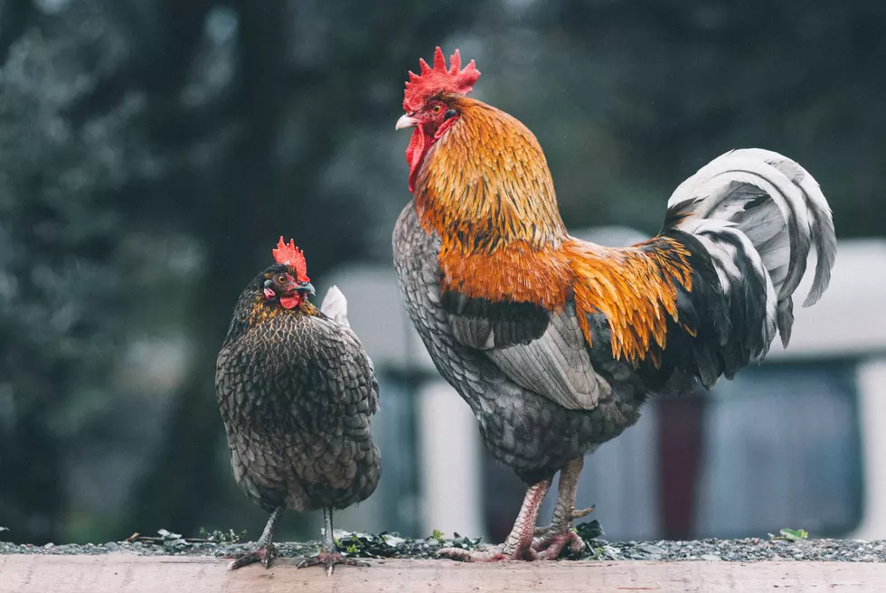 Things To Remember When Wanting to Become a Chicken Tender