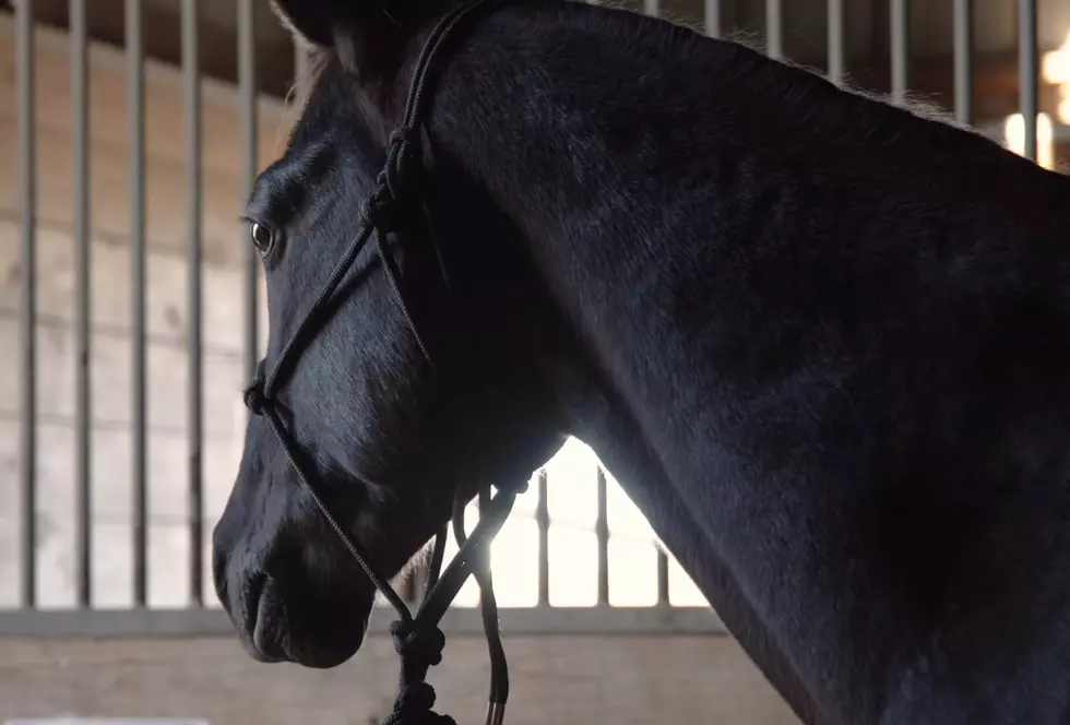 15 Options For United Supermarket’s Horse Naming Contest