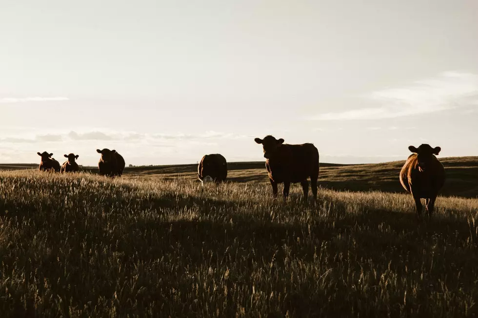 Traffic Stop Uncovers Chilling Crime Ring Targeting Texas Cattle
